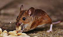 24 Hour & Emergency Exterminators in Cadet Sta, CO